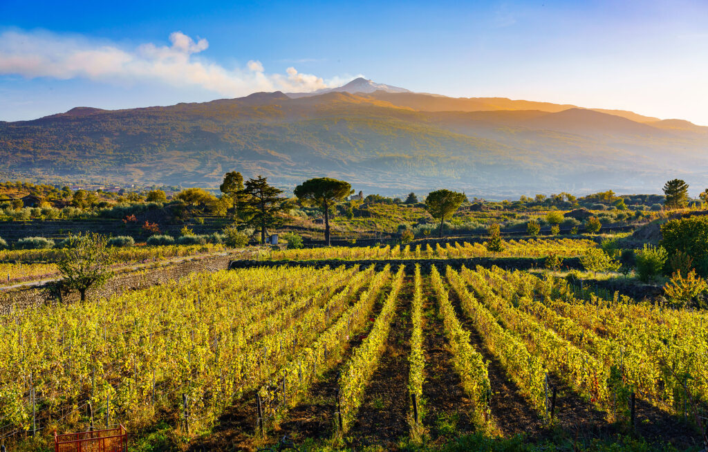 Etna Wine a journey through grapes and wineries on Mount Etna